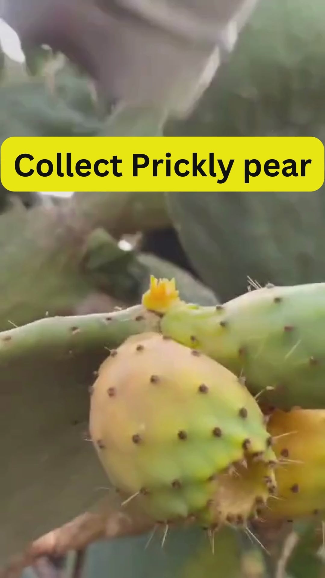 Moroccan Organic Prickly pear seeds oil.mp4__PID:7c256fb5-0d49-46e0-b9ba-b99b447c3054